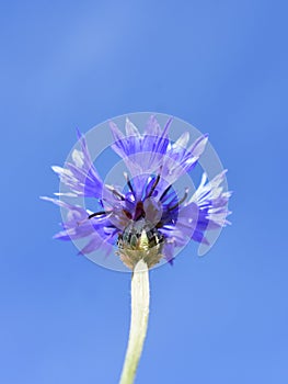 Closeup on blue cornflower Centaurea cyanus