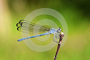 Closeup of blue damselfly in green background