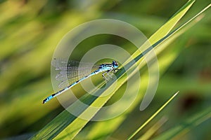 Closeup of blue damselfly in green background