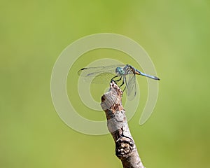 Closeup of blue dasher against green blurred background