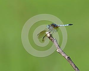 Closeup of a Blue Dasher Dragonfly perched on a tree branch