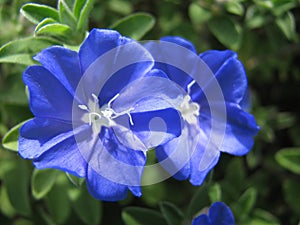 Closeup of Blue Daze or Dwarf Morning-glory flowers