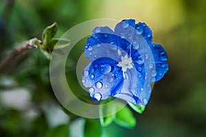 A closeup of Blue Daze flowers