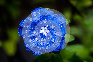 A closeup of Blue Daze flowers