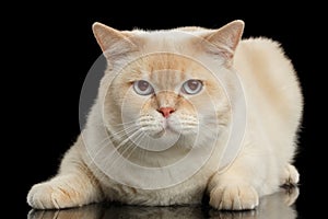 Closeup Blue eyed British Shorthair Cat Lying, Isolated Black Background