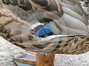 Closeup of blue feathers on young male mallard duck.