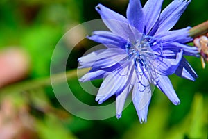 Closeup Blue flower Common chicory Cichorium intybus