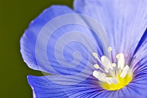 Closeup of a blue flower and stamen