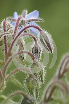 Closeup on the blue flowers othe Borage plant, Borago officinalis, used in most bee seed-mixes