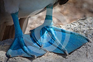 Closeup of Blue footed booby's feet in the