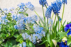 Closeup of blue forgetmenots, mini hyacinths and pansies