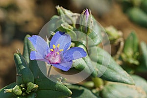 Closeup on the blue form of the Scarlet Pimpernel, Lysimachia arvensis azurea