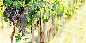 Closeup of blue grape in vineyard with sunlight. Winery and grapevine growing background frame