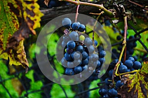 Closeup of blue grape in vineyard with sunlight. Winery and grapevine growing background frame.