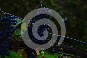 Closeup of blue grape in vineyard with sunlight. Winery and grapevine growing background frame.