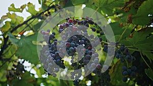 Closeup blue grapes hanging on vine branches at vineyard. Bunch berries ripening
