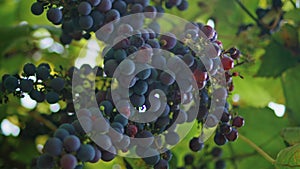 Closeup blue grapes hanging on vine branches at vineyard. Juicy bunch vertically