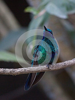 Closeup of Blue Green Hummingbird Trochilidae perching on branch Ecuador photo