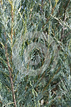 Closeup of blue-grey juniper