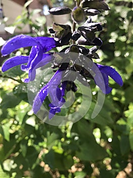 closeup of blueÂ­ sabe