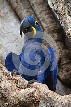 Closeup of blue Hyacinth macaw Anodorhynchus hyacinthinus sitting in empty tree hollow Pantanal, Brazil