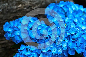 Closeup of blue hydrangea Hydrangea macrophylla