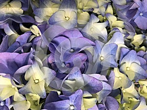 Hydrangea flowers photo