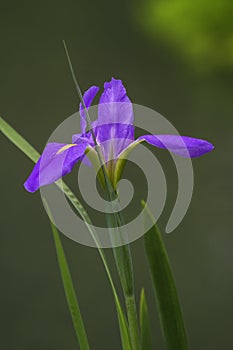 A closeup blue iris flower in the garden