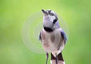 Closeup of a Blue Jay Bird