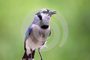 Closeup of a Blue Jay Bird