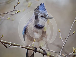Closeup of a Blue jay bird perched on a branch of a tree