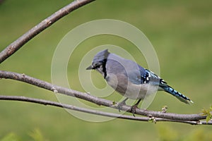 Closeup of a Blue Jay bird perched on a tree branch