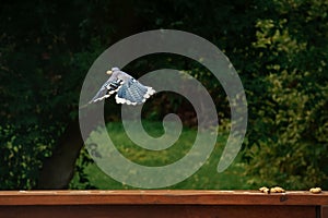 Closeup of a blue jay bird taking off from a wooden fence and flying away