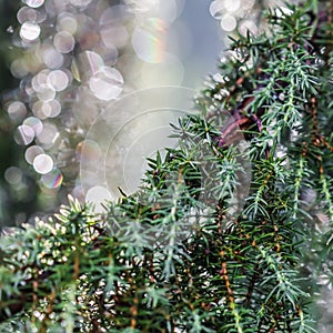 Closeup Blue leaves of evergreen coniferous tree Juniperus communis Horstmann after the rain. Extreme bokeh with light reflection photo