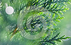 Closeup Blue leaves of evergreen coniferous tree Lawson Cypress or Chamaecyparis lawsoniana after the rain. Extreme bokeh with