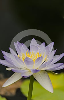 Closeup of a blue lotus  Nymphaea nouchal