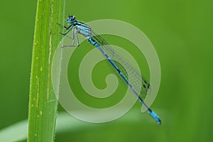 Closeup on a blue male European azure damselfly, Coenagrion puella, haning in the grass photo