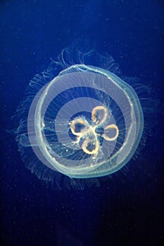 CloseUp of Blue Moon Jellyfish