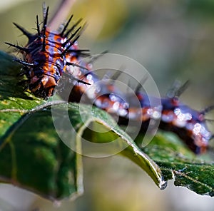 Closeup of blue and orange Gulf fritillary caterpillar on green leaf