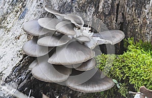 Closeup of blue oyster mushrooms growing on a tree covered in mosses in a forest