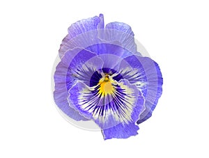 Closeup blue pansy flower isolated on white background.