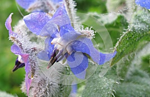 Closeup of blue and pink flowers of Borage borago officinalis