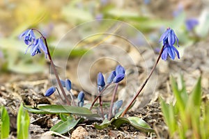 Closeup blue plants early spring. Scilla first flowers that blossom after a long winter.