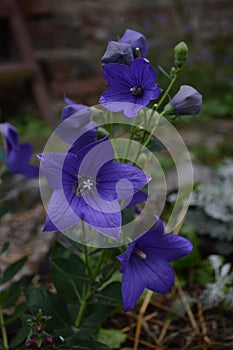 A closeup of blue platycodon grandiflorus flowers and balloon-shaped buds in summer