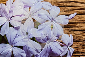 Closeup of Blue plumbago flowers on wooden background