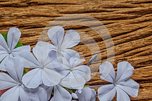 Closeup of Blue plumbago flowers on wooden background