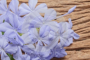 Closeup of Blue plumbago flowers on wooden background