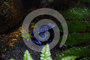 Closeup of a Blue poison dart frog sitting on the ground of a forest