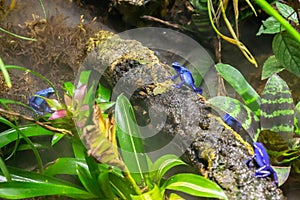 Closeup of blue Poison dart frogs in the aquarium