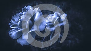 Closeup of blue roses